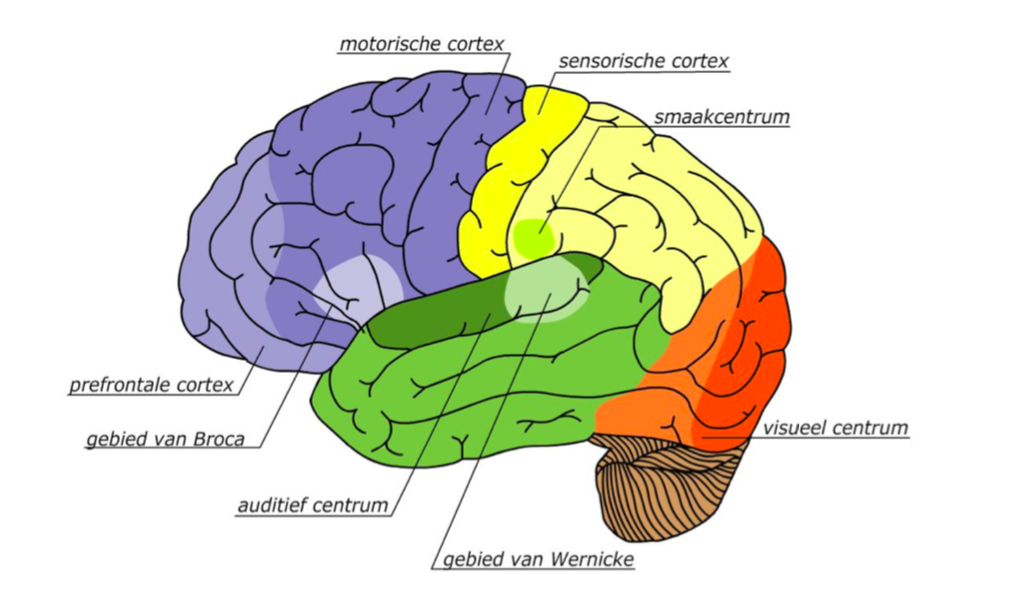 Wat is de bouw van de hersenen en wat zijn de functies van de verschillende onderdelen? – Schizofrenie and more